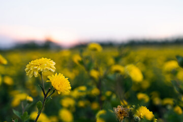 chrysanthemum-flower farm 