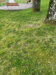 Summer in a landscape park...Trees and bushes in green clothes.