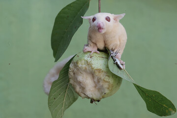An albino sugar glider is preying on a common sun skink on a branch of a guava tree. This marsupial mammal has the scientific name Petaurus breviceps.
