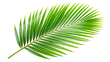 Palm leaf isolated on white, Palm leaf png.