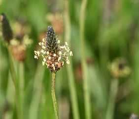 Beautiful close-up of plantago lanceolata