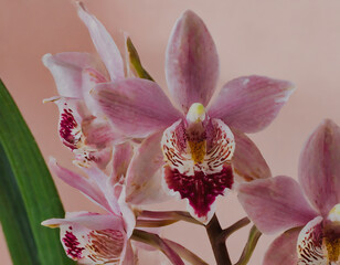 Beautiful pink orchid on a pink background. Close-up.