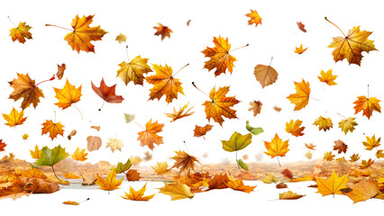 flying leaves isolated on white, flying leaves png, flying autumn leaves.