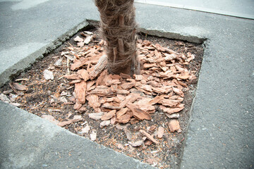   Bark mulch around a growing palm tree. Mulch provides protection from weeds and keeps roots cool...