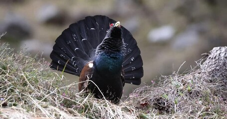 The male western capercaillie (Tetrao urogallus), in a forest in the Veneto region of Italy
