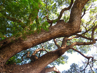 Monkey pot tree growing under blue skies in Hawaii, USA