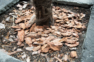 Tree bark mulch around a growing palm tree. Mulch provides protection from weeds and keeps roots...
