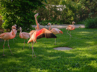 Pink Flamingo at Frankfurt Zoo, sunset time