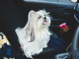 Travel dog concept. Shih Tzu furry in car.