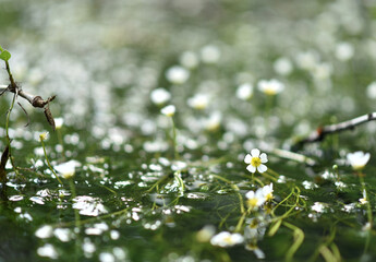 Photograph of a white water crowfoot flowers on a river with selective soft focus. Beautiful floral...