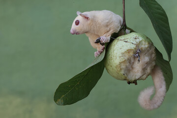 An albino sugar glider is preying on a common sun skink on a branch of a guava tree. This marsupial...