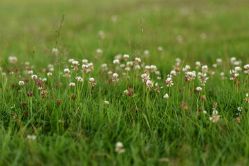 Close up photograph of white clover flowers and green grass in the meadow, summer. Beautiful floral nature background.