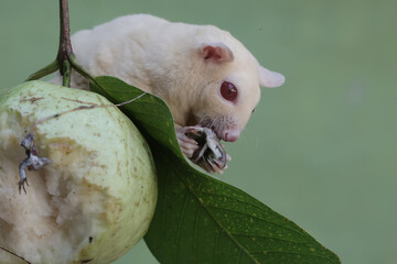 An albino sugar glider is preying on a common sun skink on a branch of a guava tree. This marsupial...