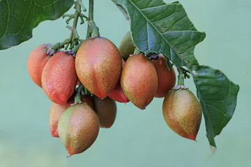 The beauty of peanut butter fruit ready to be harvested. The fruit of this plant has the property...