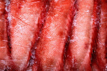 Beaked redfish or Sebastes mentella frozen in a row and seen up close. Full frame background