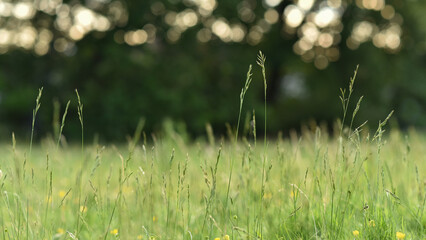 Nature background with green grass in the meadow and beautiful bokeh. Photographed outdoors with selective focus. 16x9 size format.  - Powered by Adobe