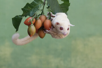 An albino sugar glider is eating peanut butter fruit. This marsupial mammal has the scientific name...