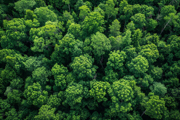 Naklejka premium Forest trees in green, captured from above