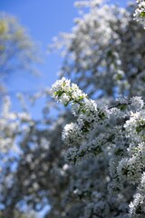 white flowers on a tree