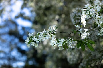 white flowers on a tree