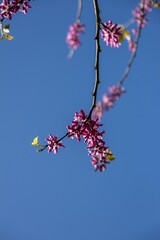 pink flowers on a branch