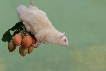 An albino sugar glider is eating peanut butter fruit. This marsupial mammal has the scientific name...