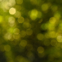 Obraz premium Abstract blurred green nature background with beautiful bokeh. Photographed outdoors using backlighting technique. Element of design. Square format.