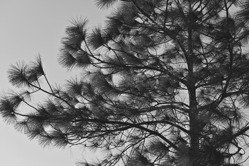 black and white tree in fog