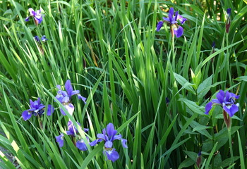 Blue Flag Irises