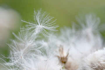 Close up photograph of fluffy seeds of a creeping thistle wildflower, selective focus, fine details. Floral soft dreamy background. 