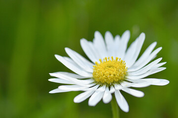 Obraz premium Close up of a daisy flower photographed with a selective focus on yellow disk and white ray florets, green grass blurred soft background.