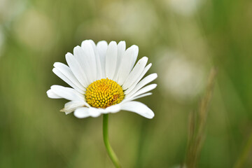 Obraz premium Close up of a daisy flower photographed with a selective focus on yellow disk and white ray florets, green grass blurred soft background.