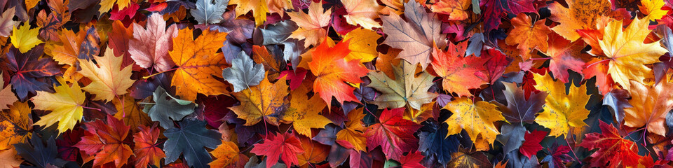Fototapeta premium A large collection of colorful autumn leaves