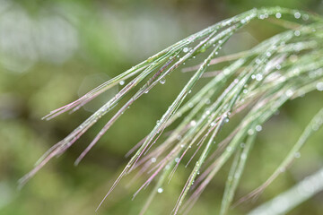 Grass after rain photographed close up with a selective focus on raindrops, soft out of focus bokeh, abstract green nature background with water drops.