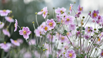 Photograph of Japanese anemone plant, or thimbleweed, blooms with saucer-shaped flowers. Floral...