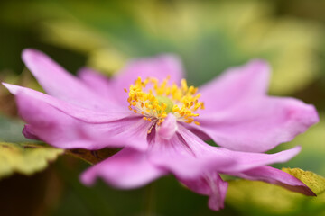 Fototapeta premium Japanese thimble flower, or anemone, or thimbleweed, photographed close up with selective focus on petals and stamens and blurred soft background. Macro photography. 