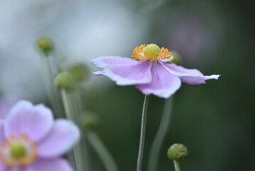 Japanese thimble flower, or anemone, photographed close up with macro lens with selective focus on petals and stamens and blurred background
