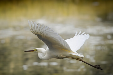  Great egret flies over the river perpendicular to the camera lens. Close-up great egret in flight with olive background.	