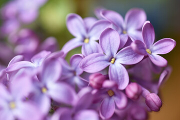 Lilac plant flowers blooming in spring photographed close up with macro lens. Soft focus. Floral purple background. 