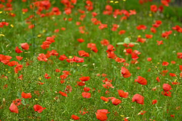 Photograph of a blooming field of red poppies flowers and green grass. Landscape with selective focus. Beautiful floral summer background.