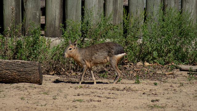 olichotis patagonum, mara, roedor, mara patag&oacute;nica, liebre patag&oacute;nica, liebre criolla, herb&iacute;vora, estepas semi&aacute;ridas, patagonian mara, chacoan mara, mara rodent, mara wildlife, animal, animals, salvaj