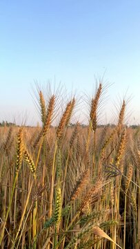 Wheat field, ears of wheat swaying from the gentle wind with blue sky. Vertical video