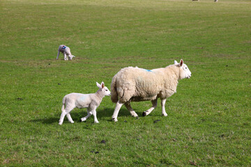 Mother sheep and baby lamb in a field in Scotland, UK