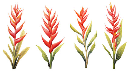 Heliconia flower watercolor painted collection
