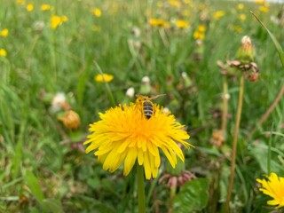 bee on dandelion