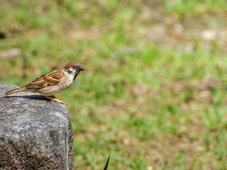 岩に乗るスズメ
