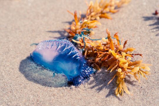 Portuguese Man of War Jellyfish, tangled in sargassum