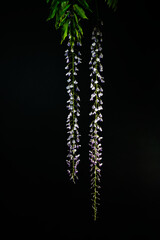 Blauregen aus dem Garten.