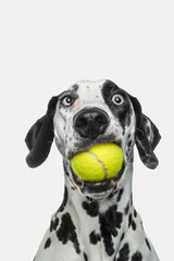 A tennis ball in a dog's mouth