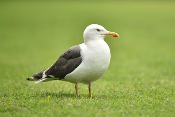 Close up portrait of a seagull waiting for food in public park, photographed isolated on green...